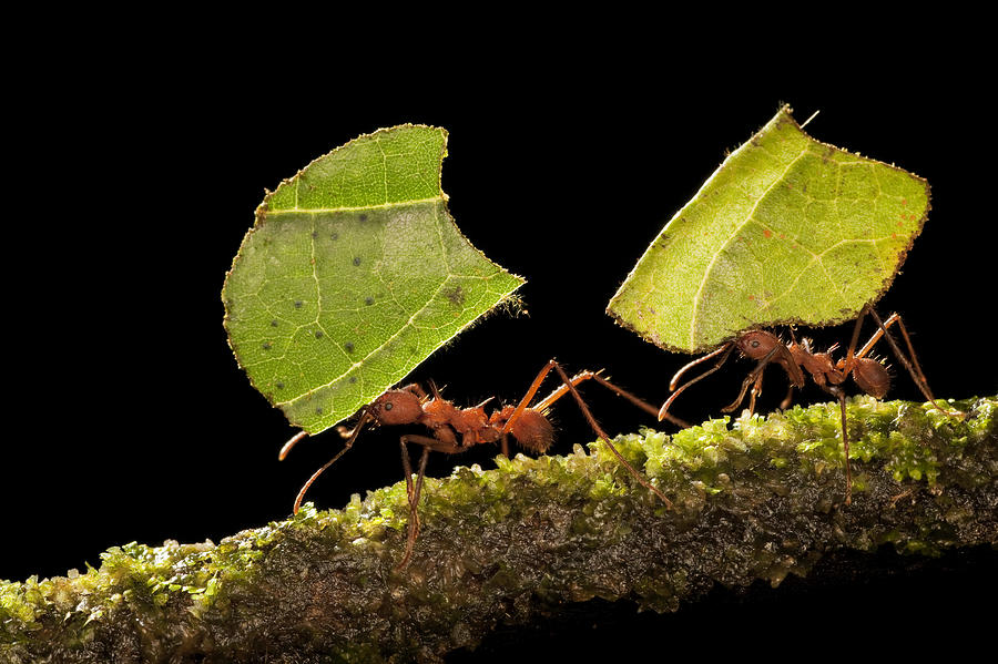 کمتر شدن باگ با به کار بردن استراتژی مورچه